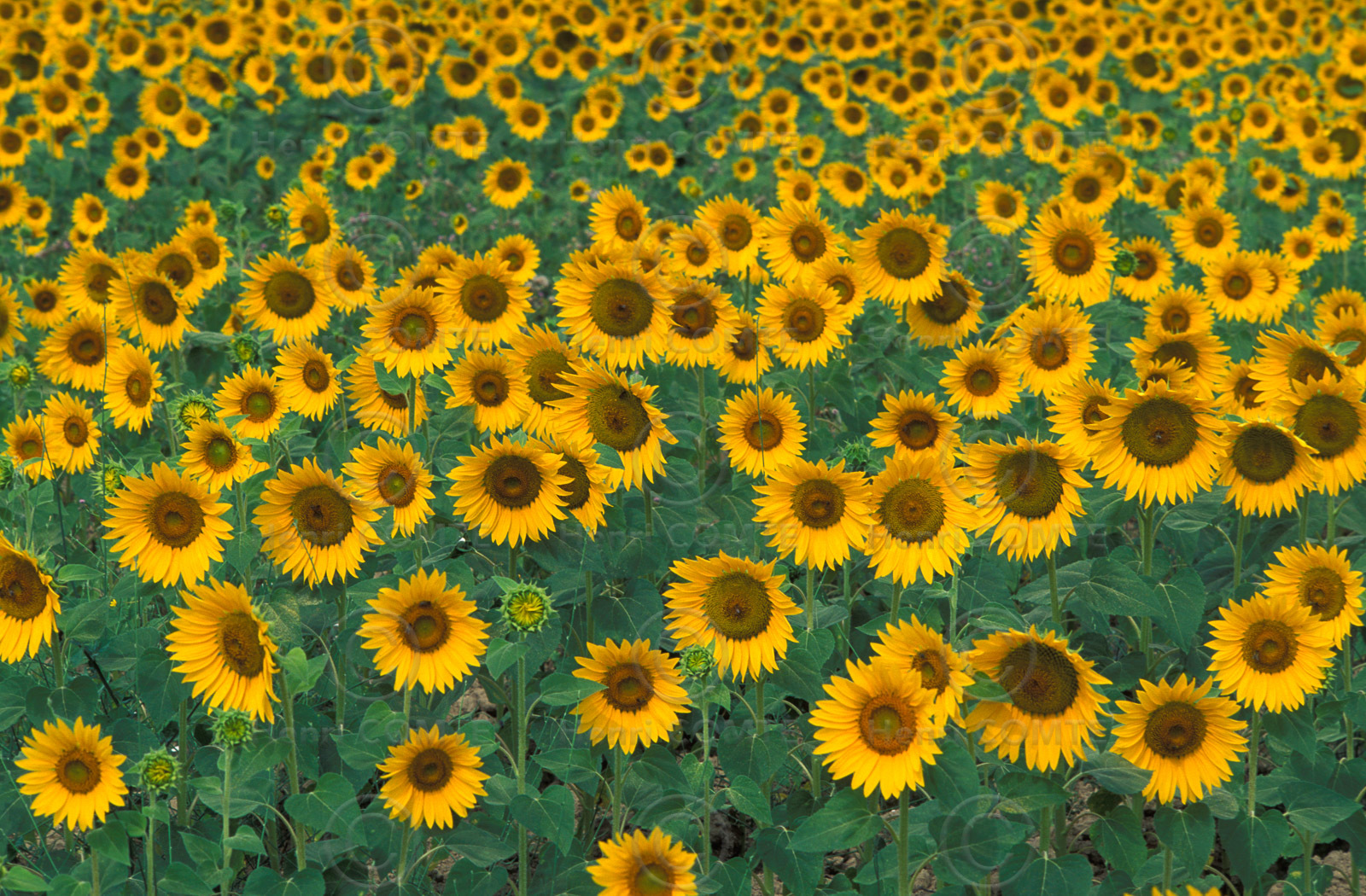 Tournesols