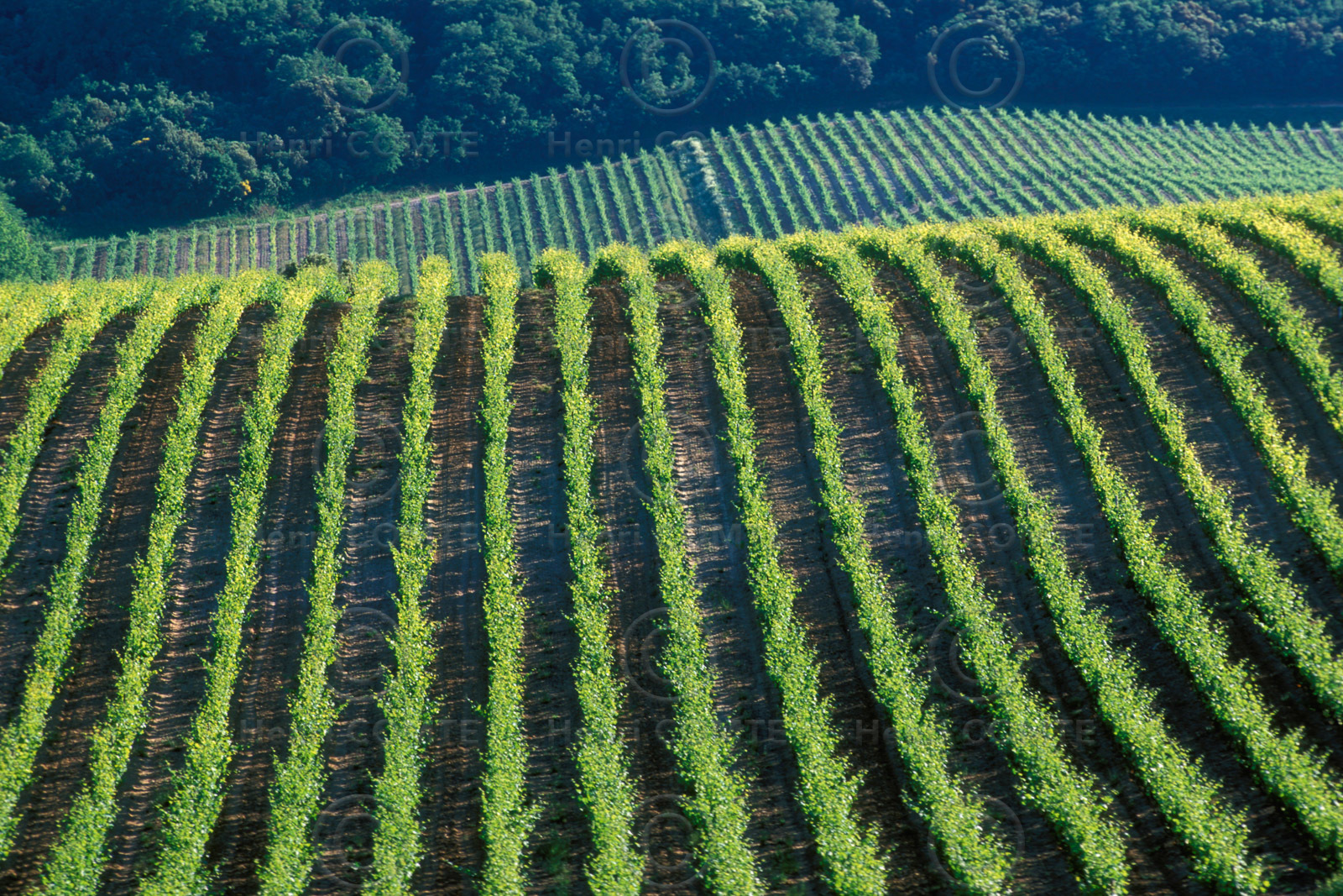 Vignoble de Malepere