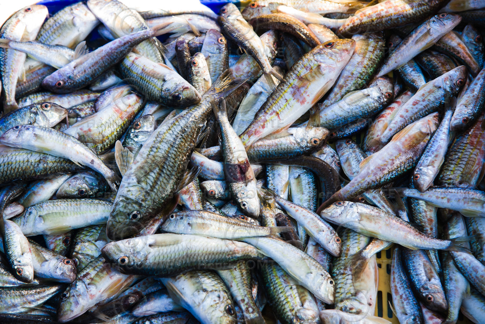 Pêche étang de thau