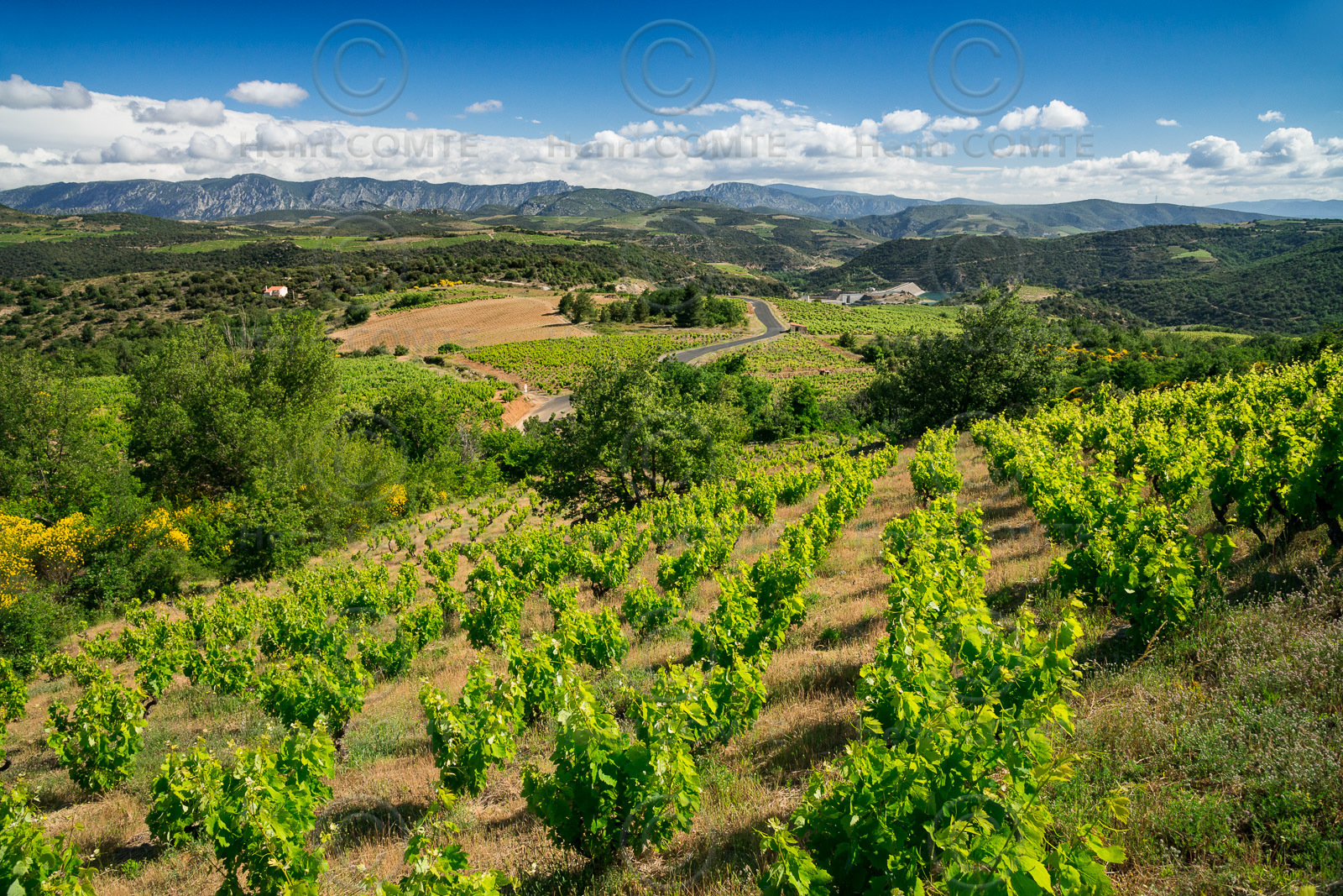 Vignoble Roussillon