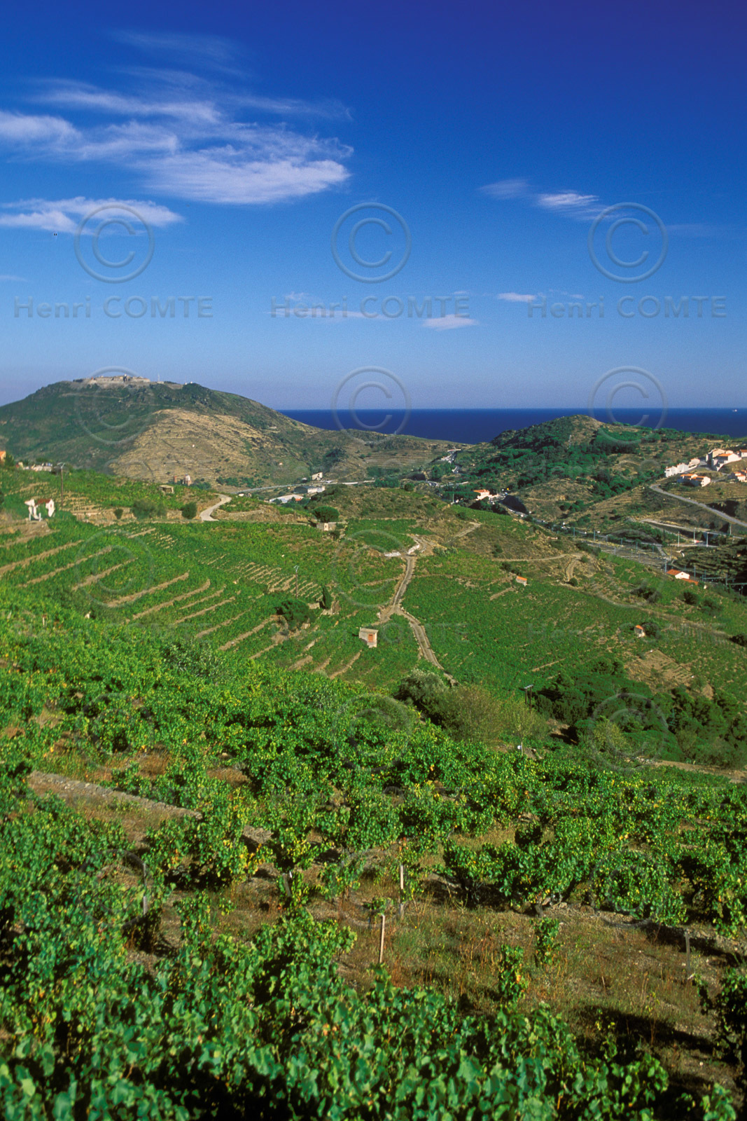 Vignoble du Roussillon