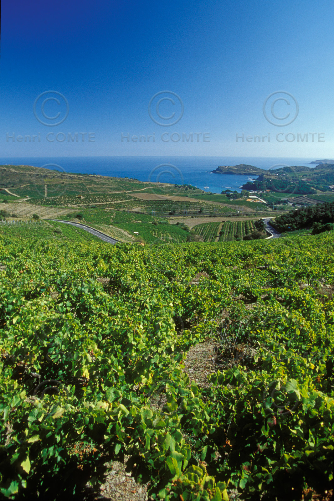 Vignoble du Roussillon