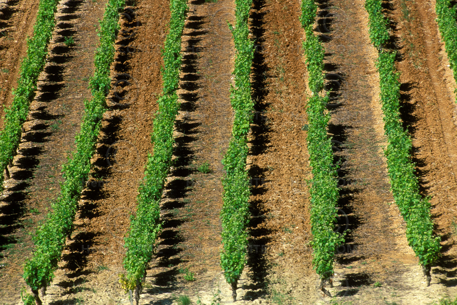 Vignoble des Corbieres