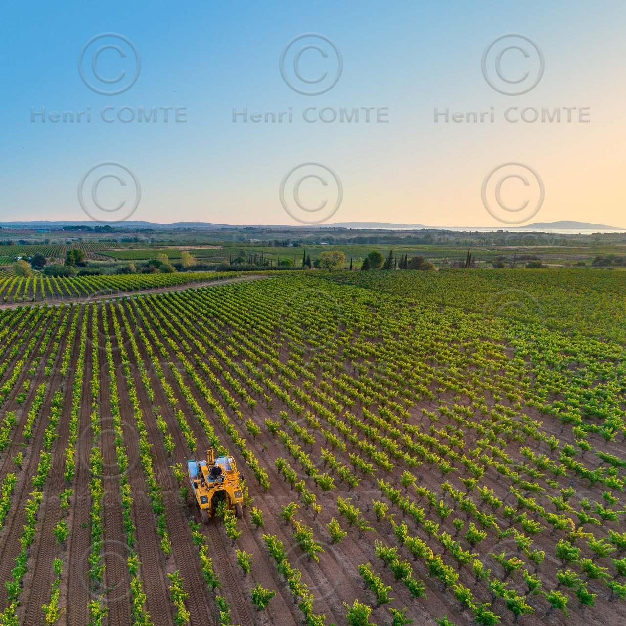 Vendange à la machine
