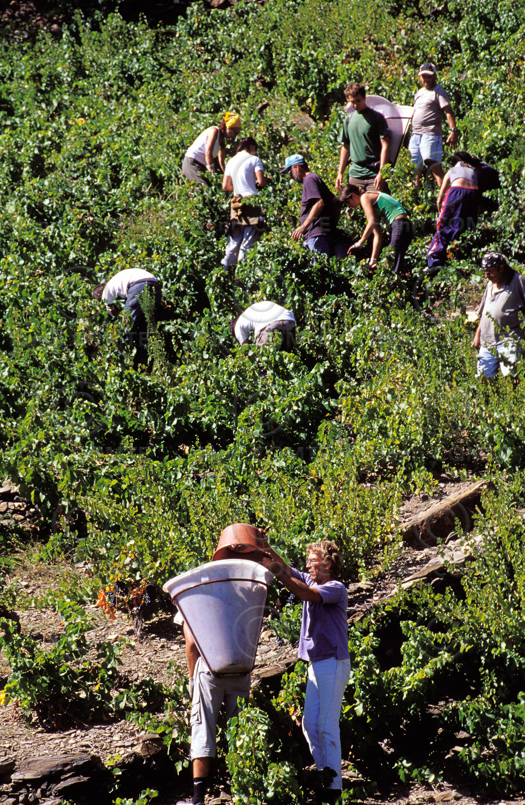 Vignoble du Roussillon