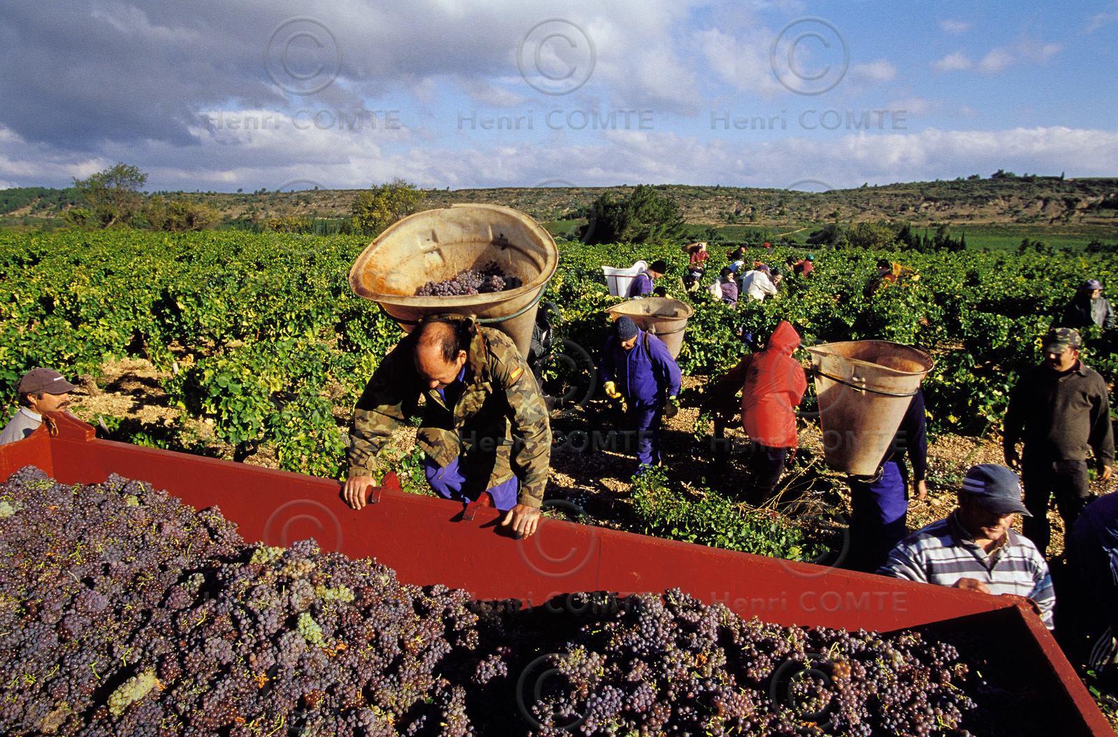 Vendanges en Corbieres