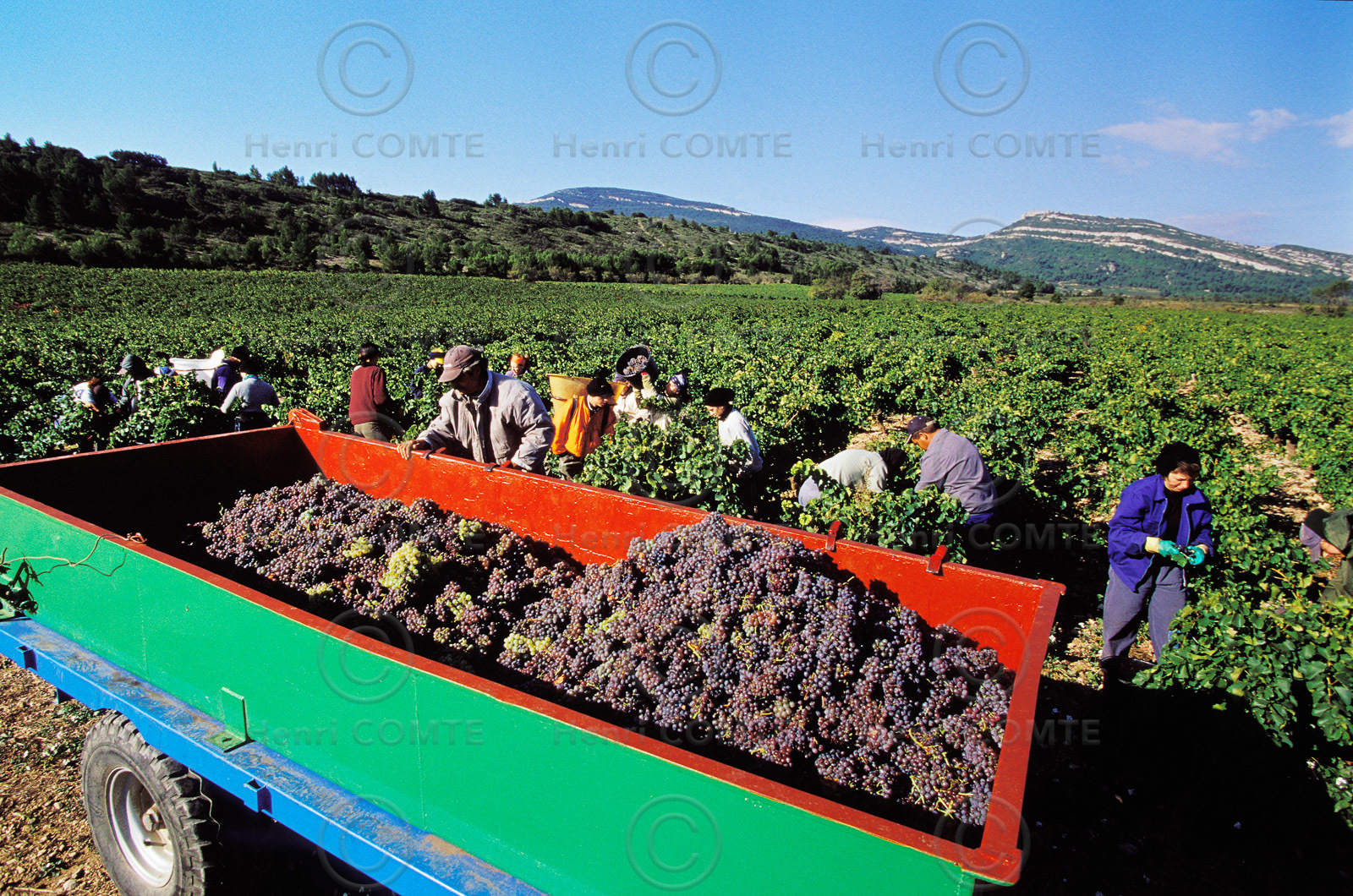 Vendanges en Corbieres