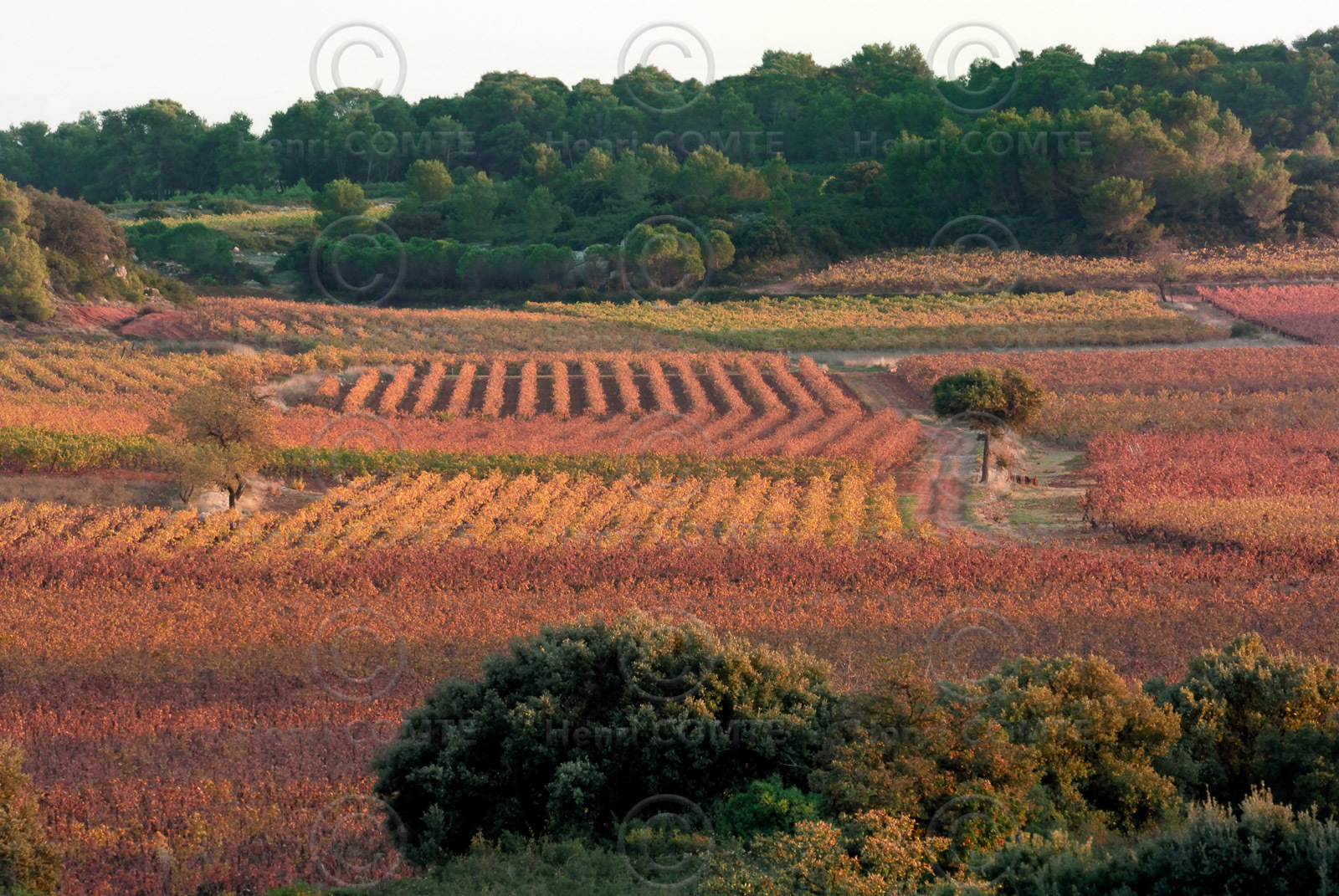 Vignoble Saint Chinian