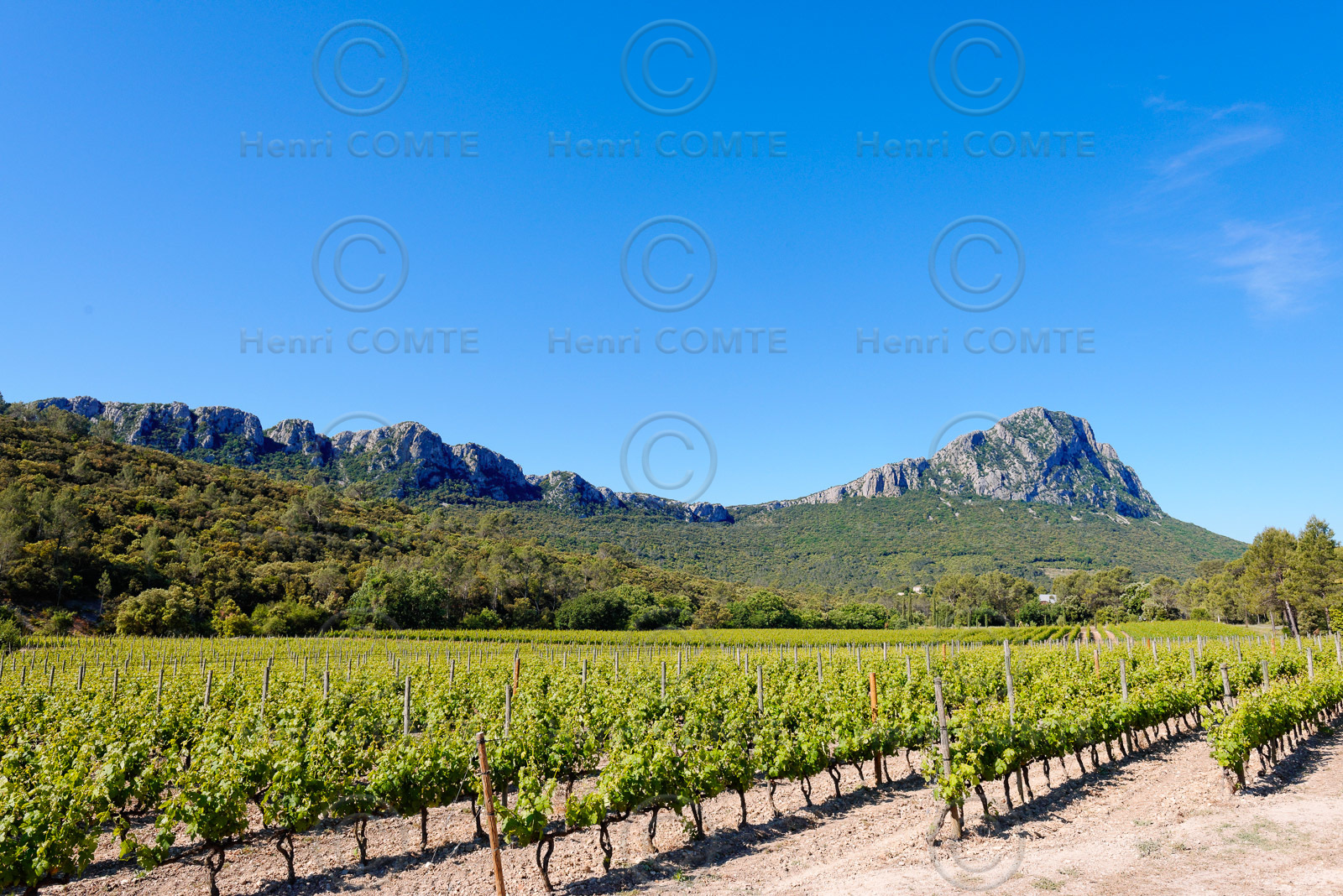 Vignoble Pic St Loup