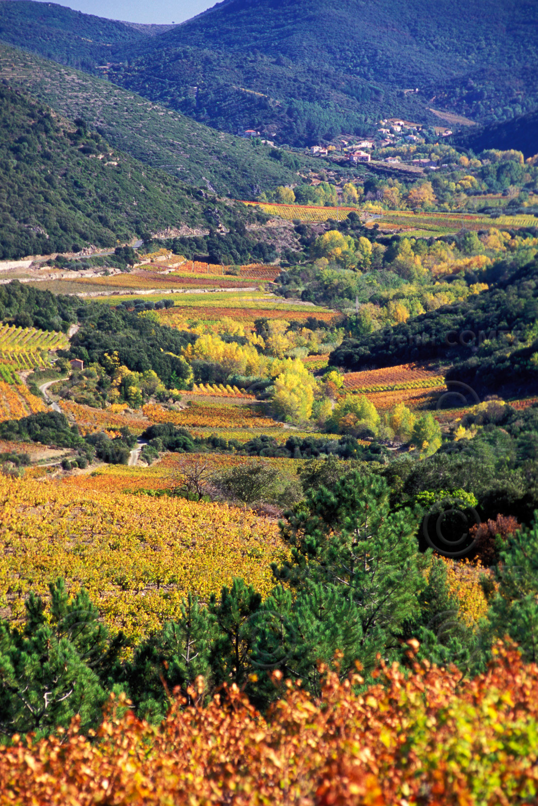 Vignoble Saint Chinian