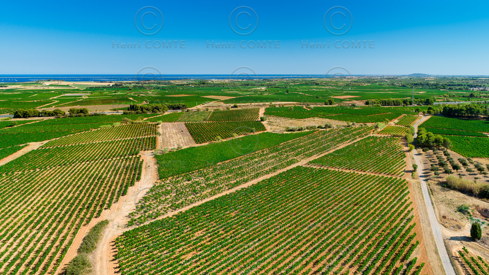 Vignoble de Picpoul de Pinet