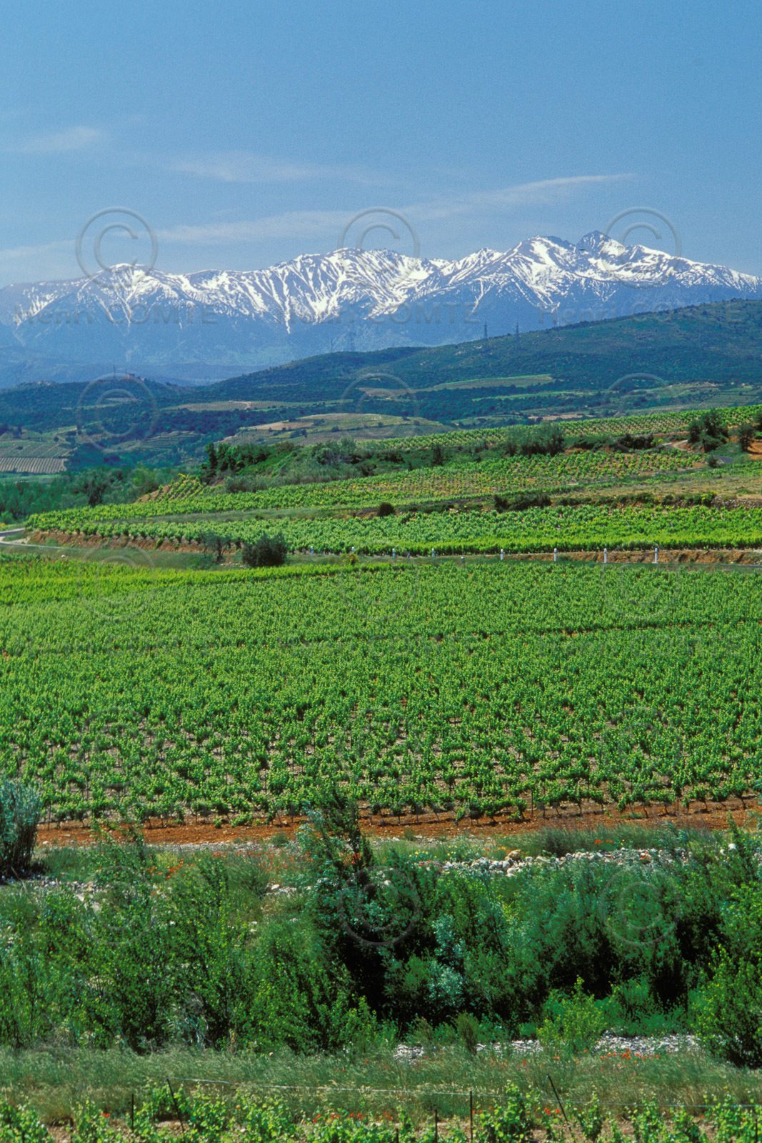 Vignoble du Roussillon