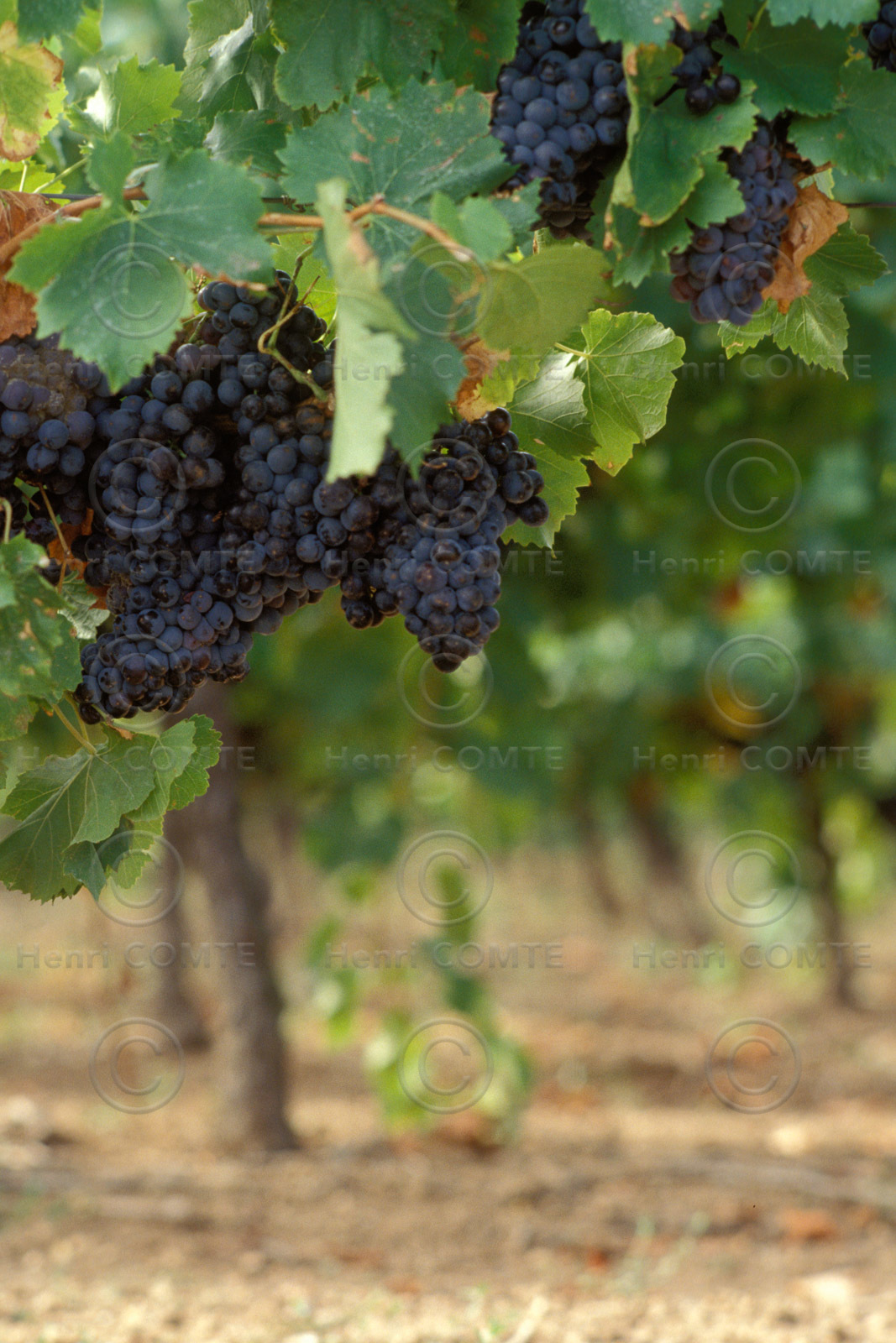 Vignes et raisins