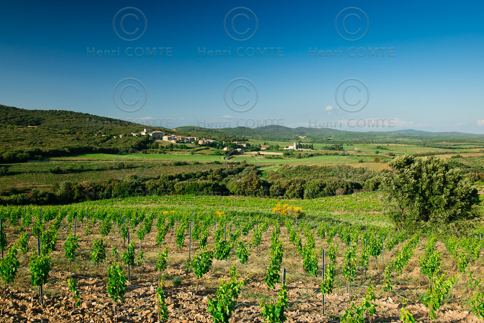 Vignoble de Faugeres