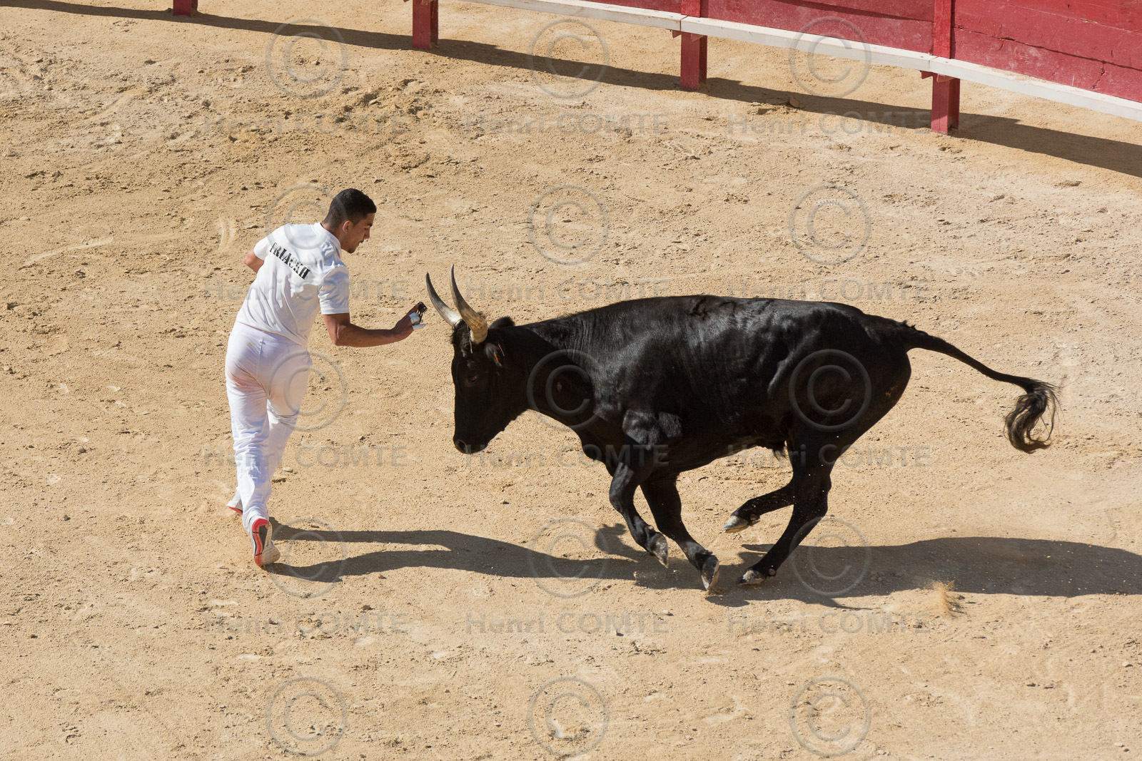 Course camarguaise