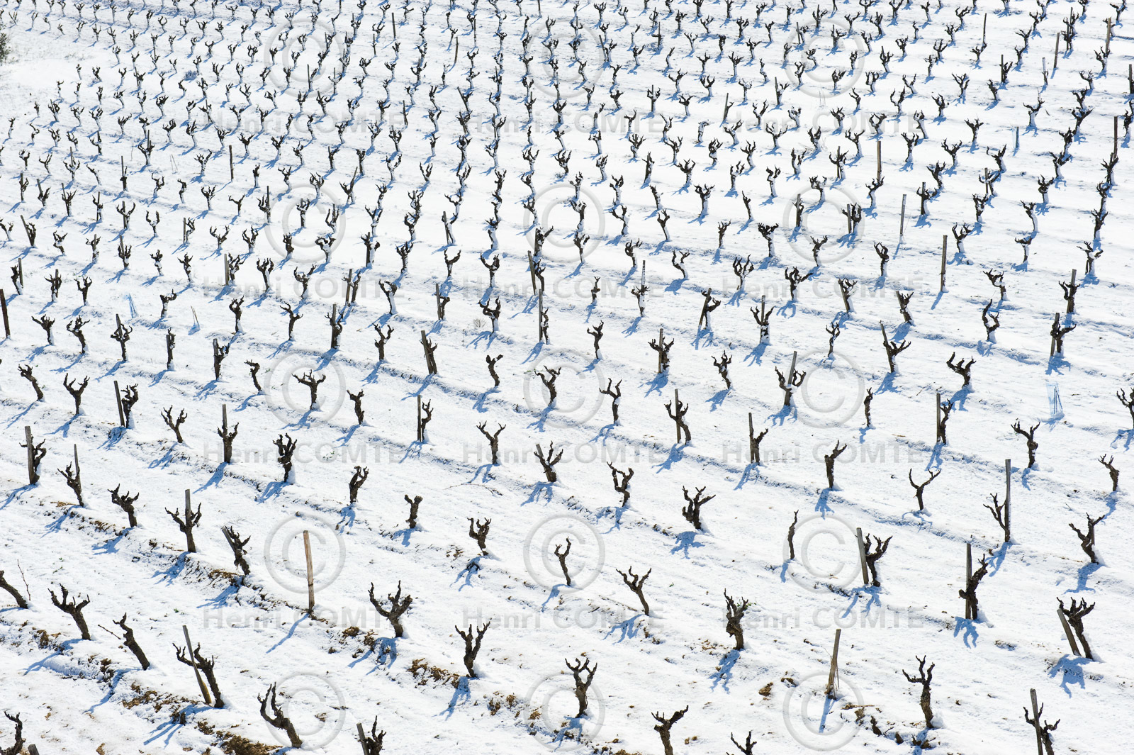Vignoble des Corbieres