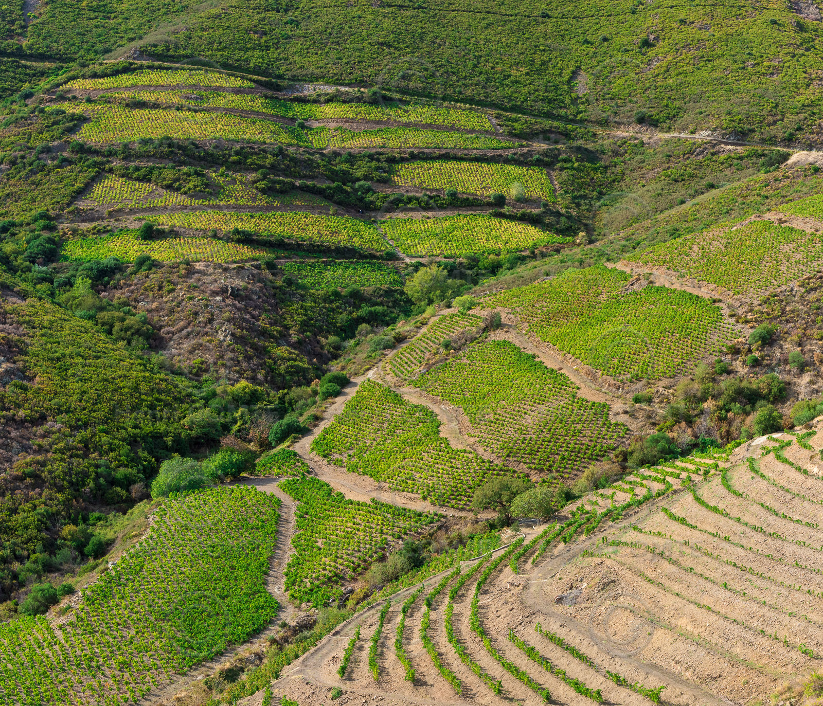 Vignoble Collioure Banyuls