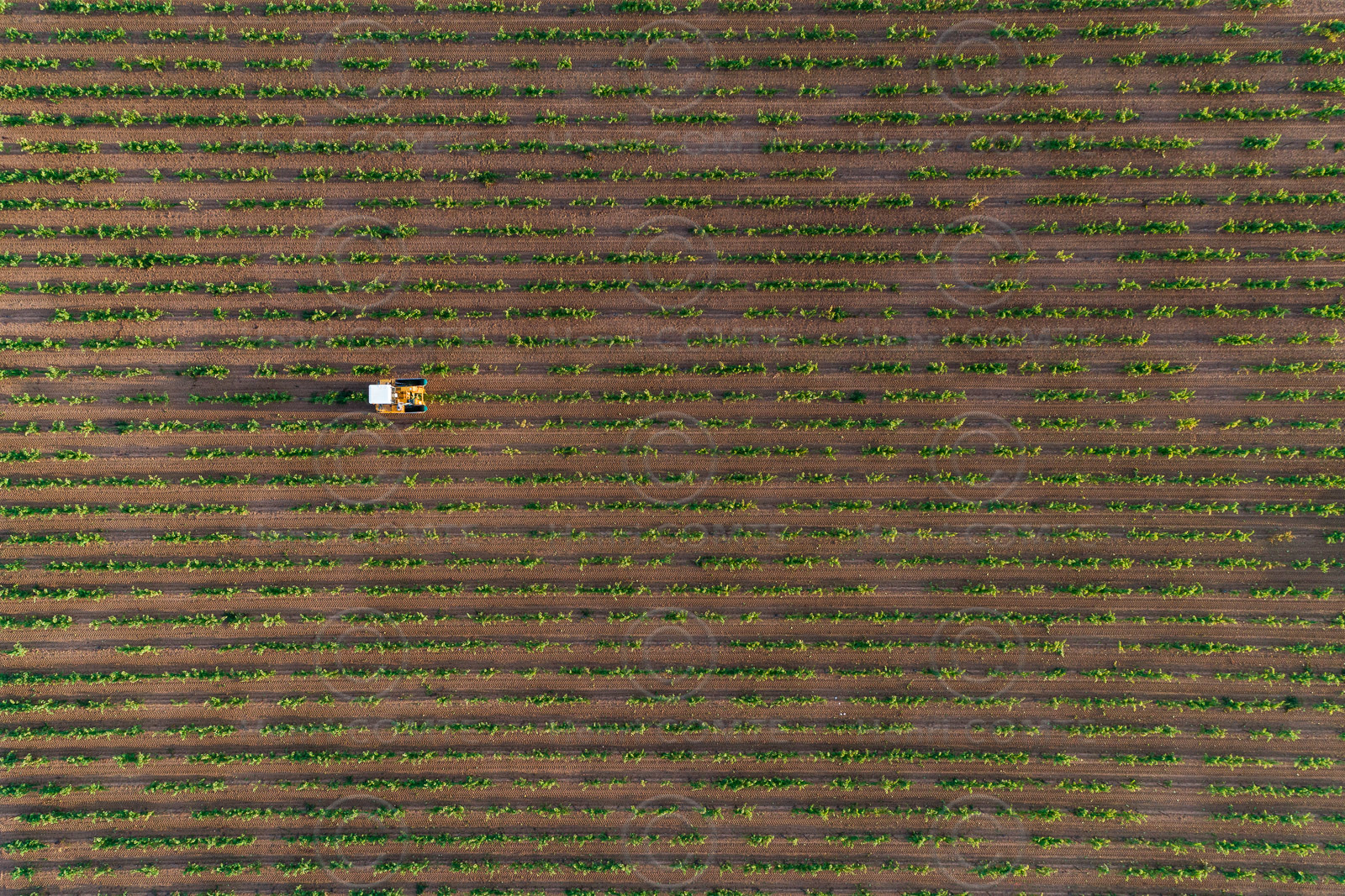 Vendange à la machine