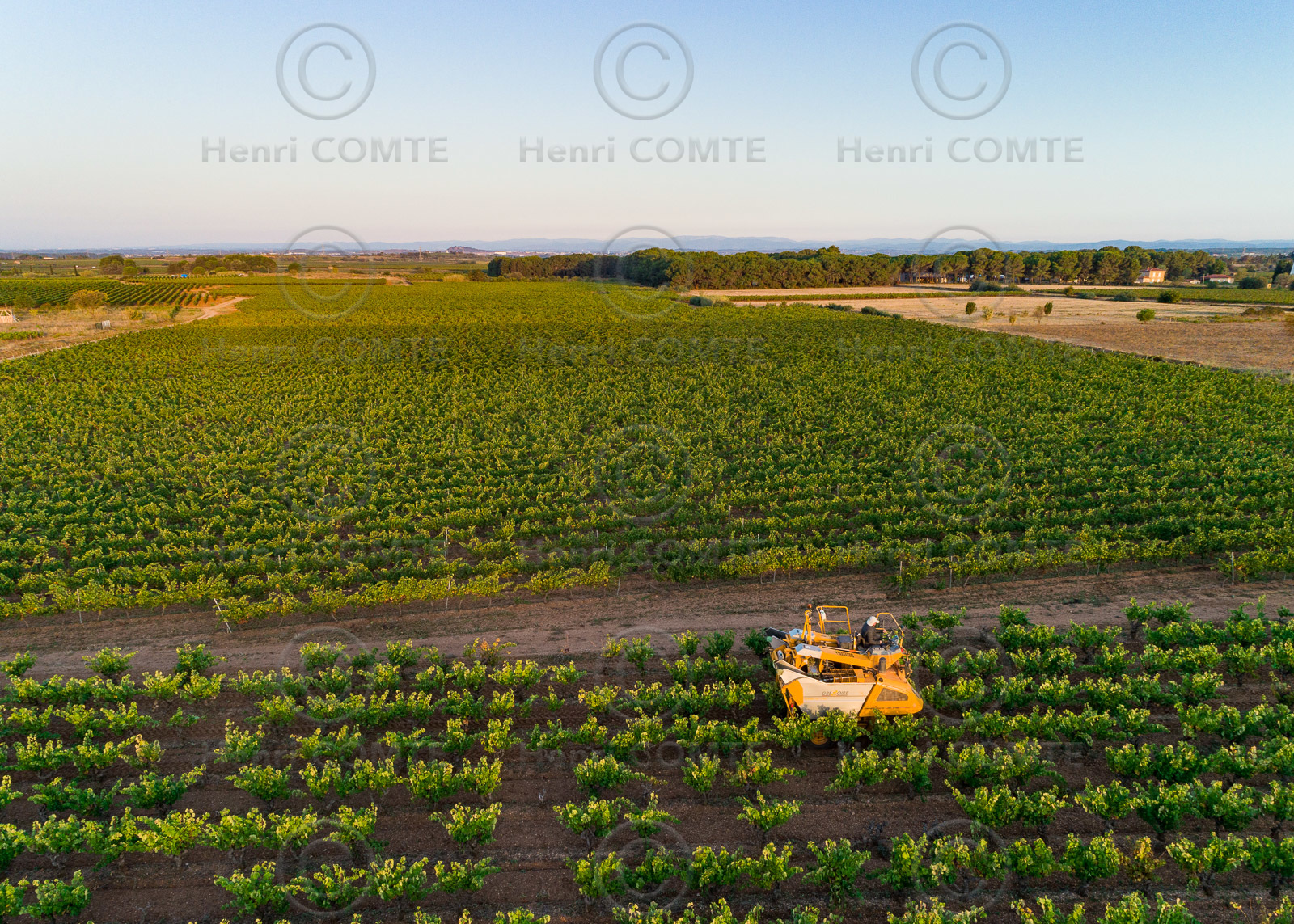 Vendange à la machine