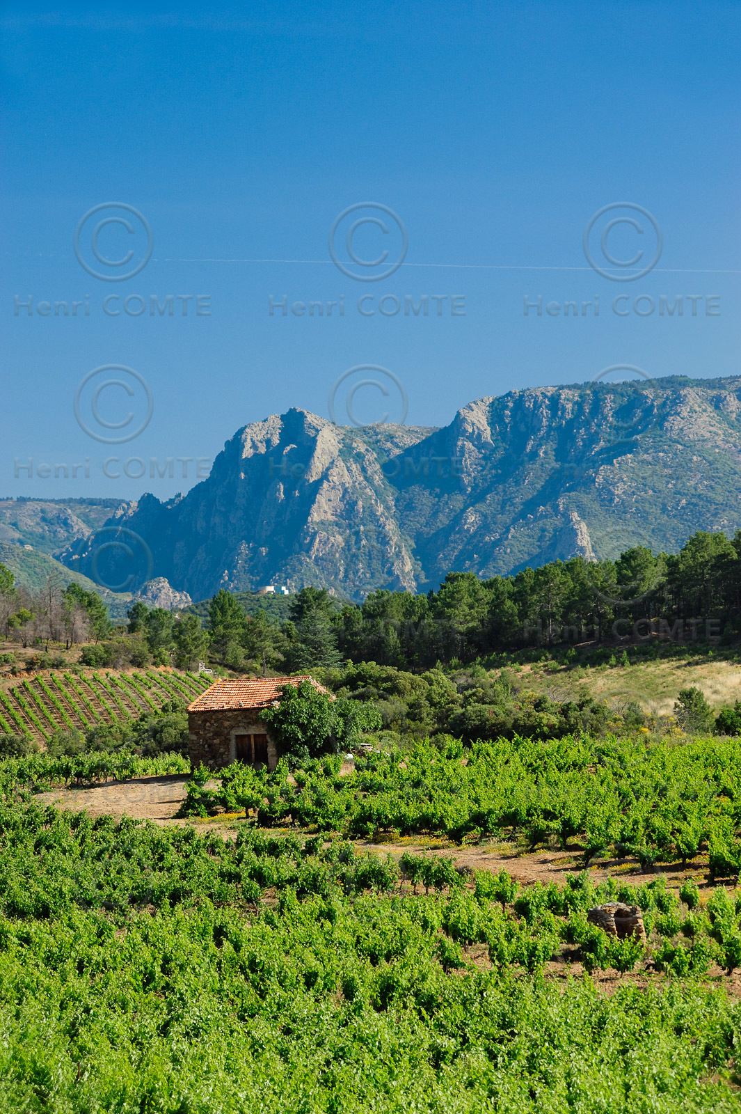 Vignoble Saint Chinian