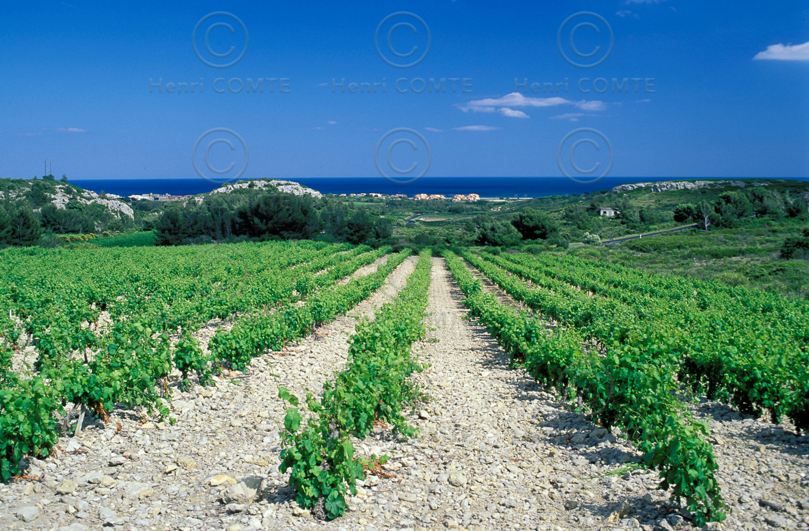 Vignoble des Corbieres