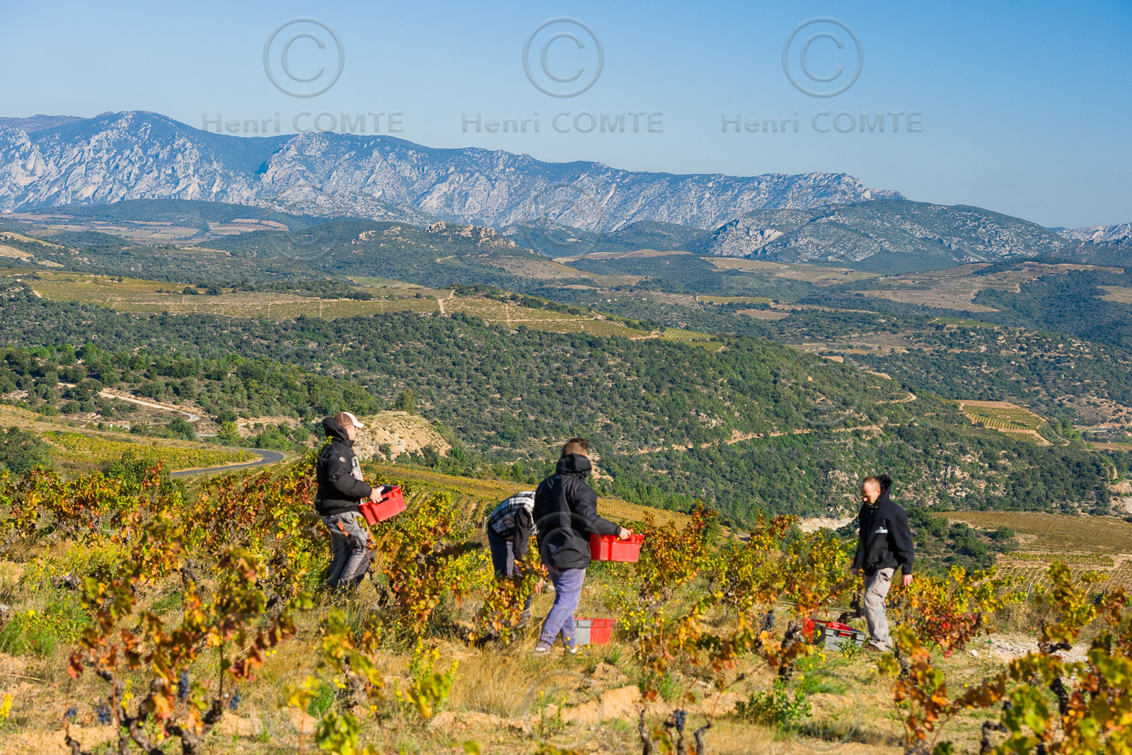 Vendanges Roussillon