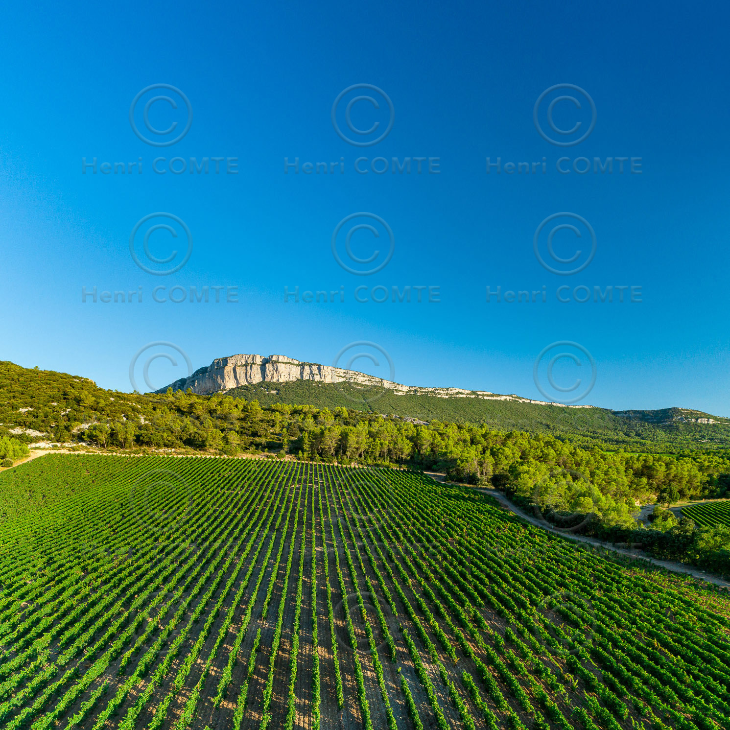 Vignoble Pic Saint Loup