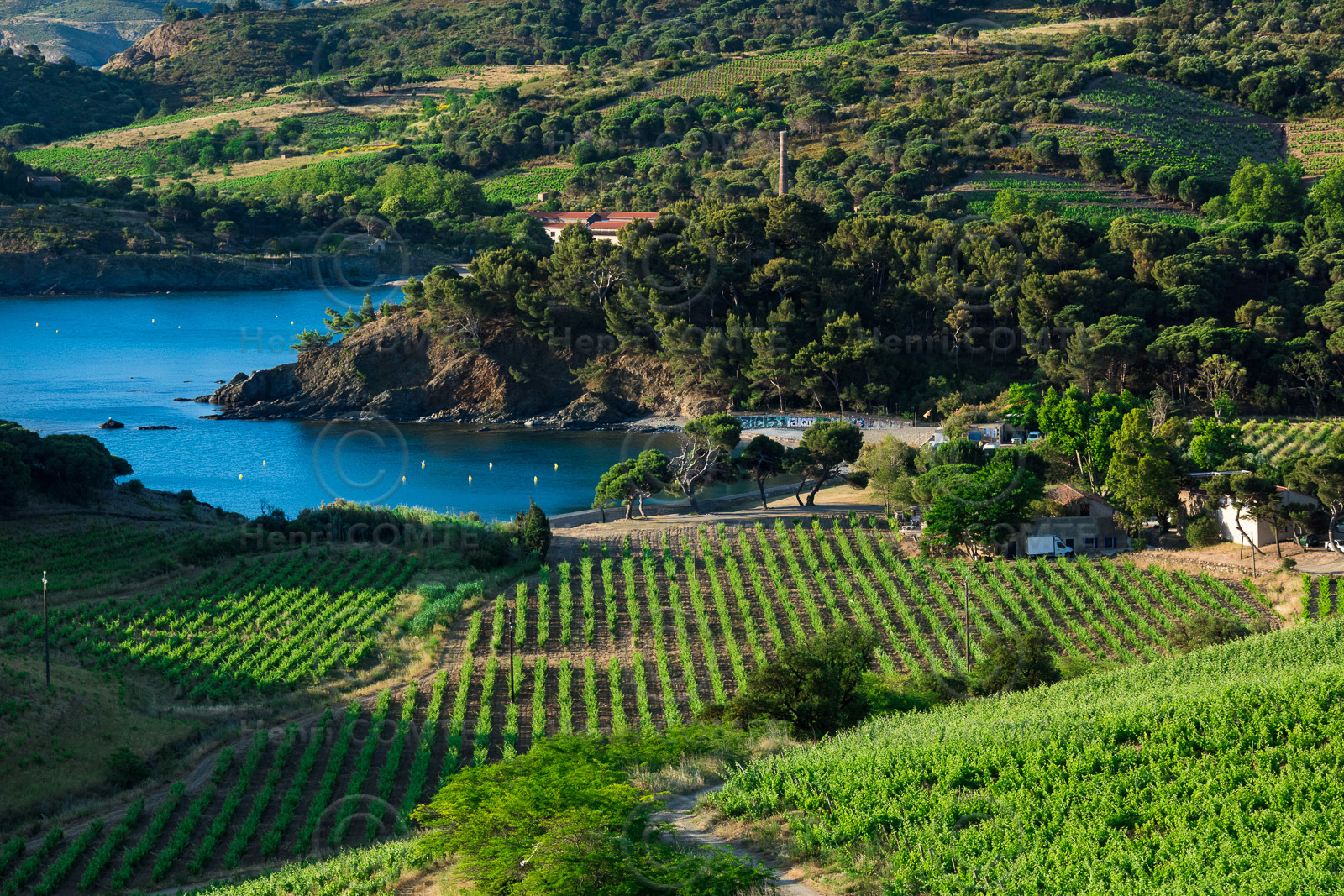 Anse de Paulilles - Vignoble