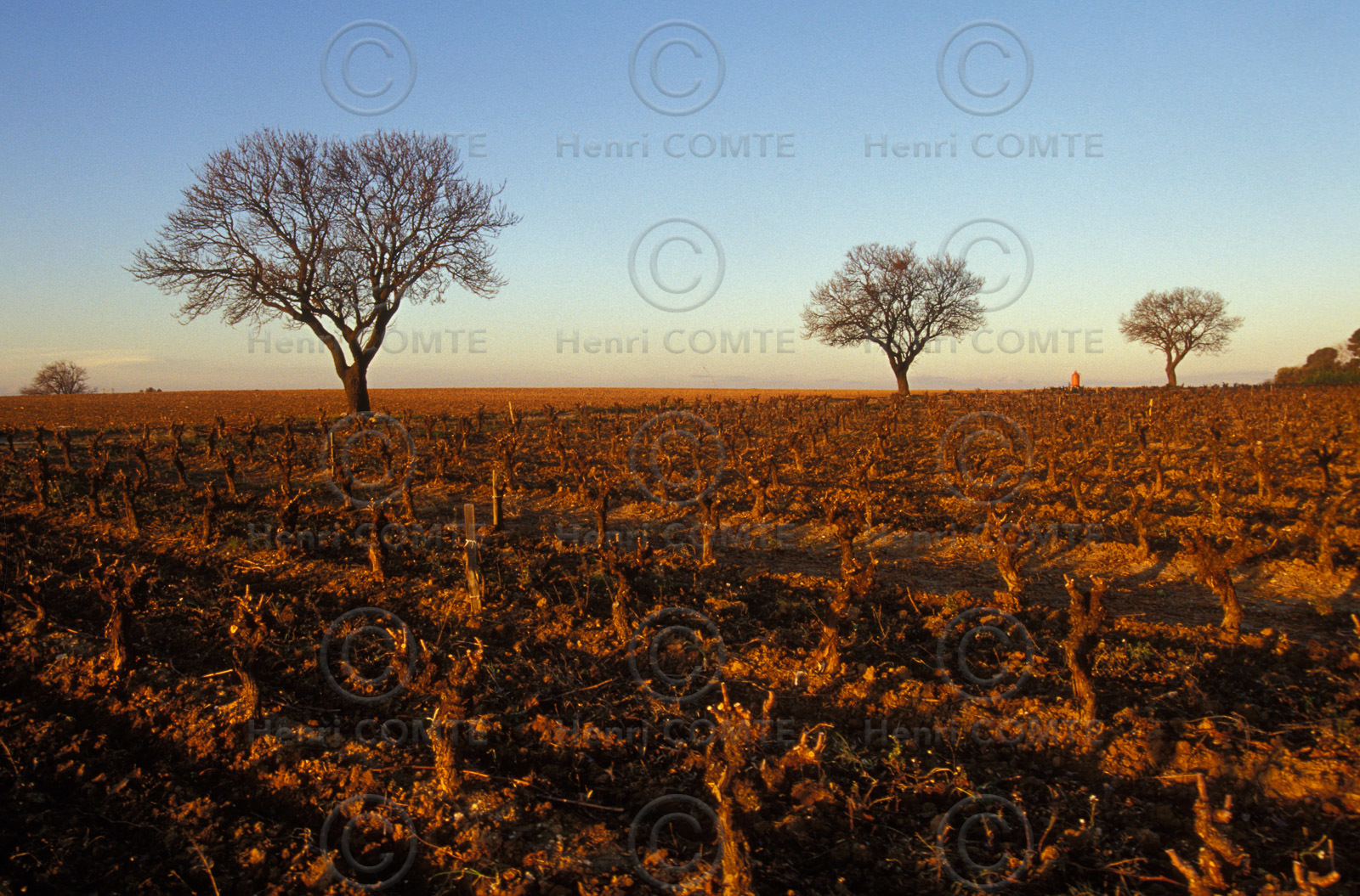 Vignes du Pays de Thau