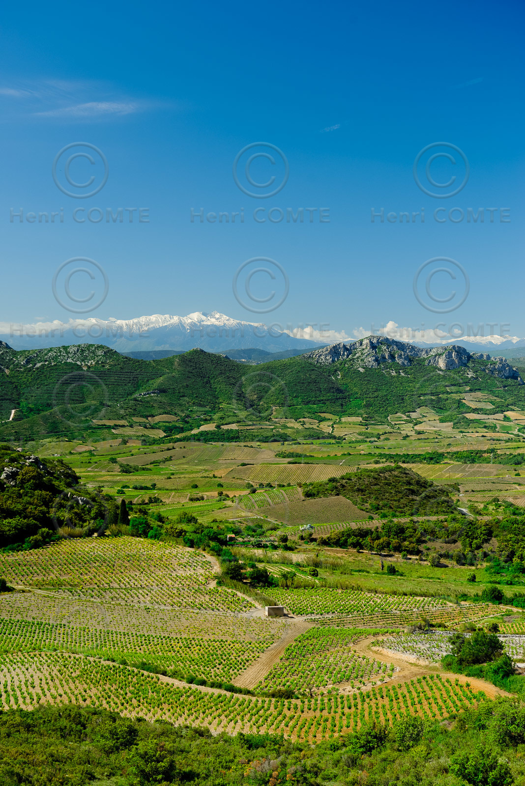 Vignoble du Roussillon