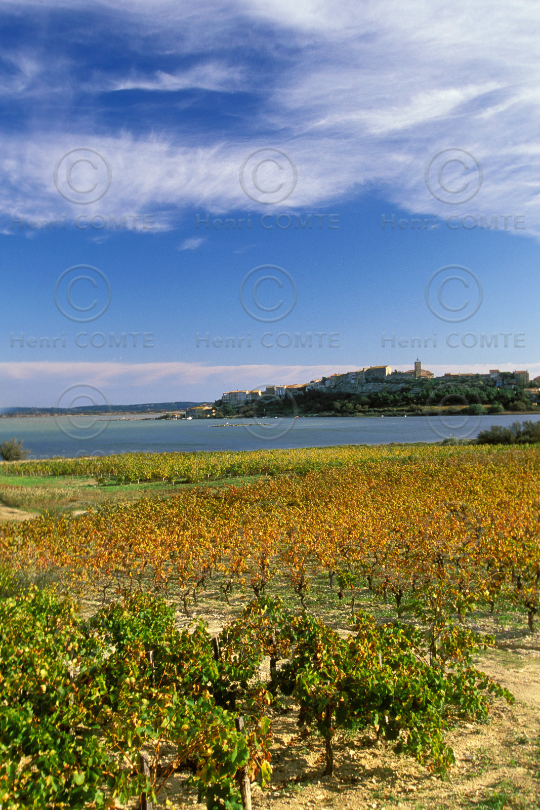 Vignoble des Corbieres