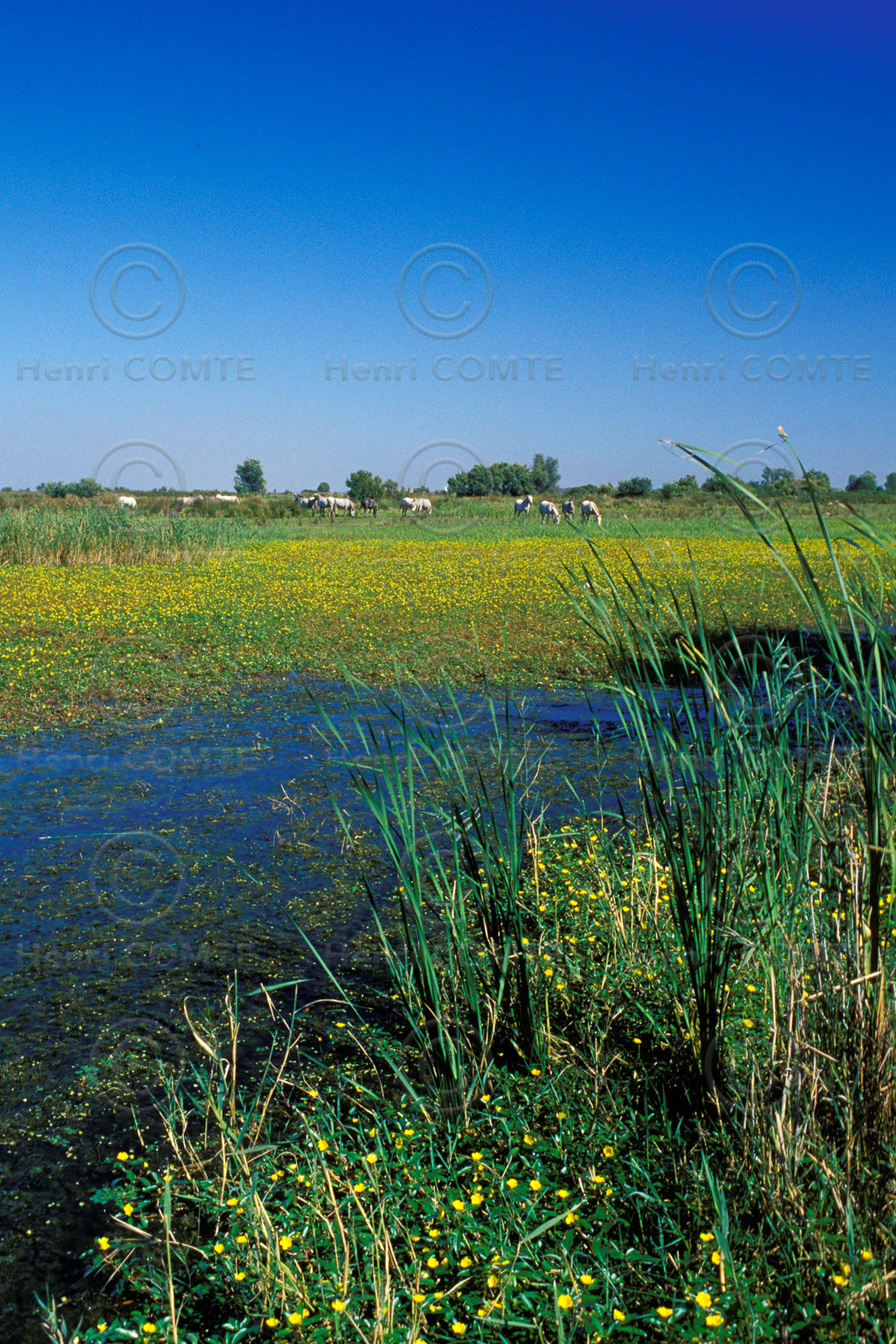 Petite Camargue
