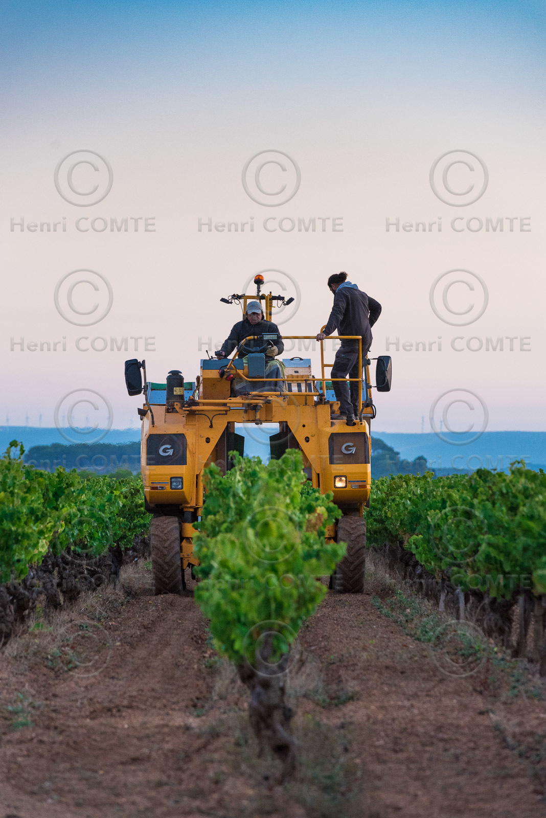 Vendange à la machine