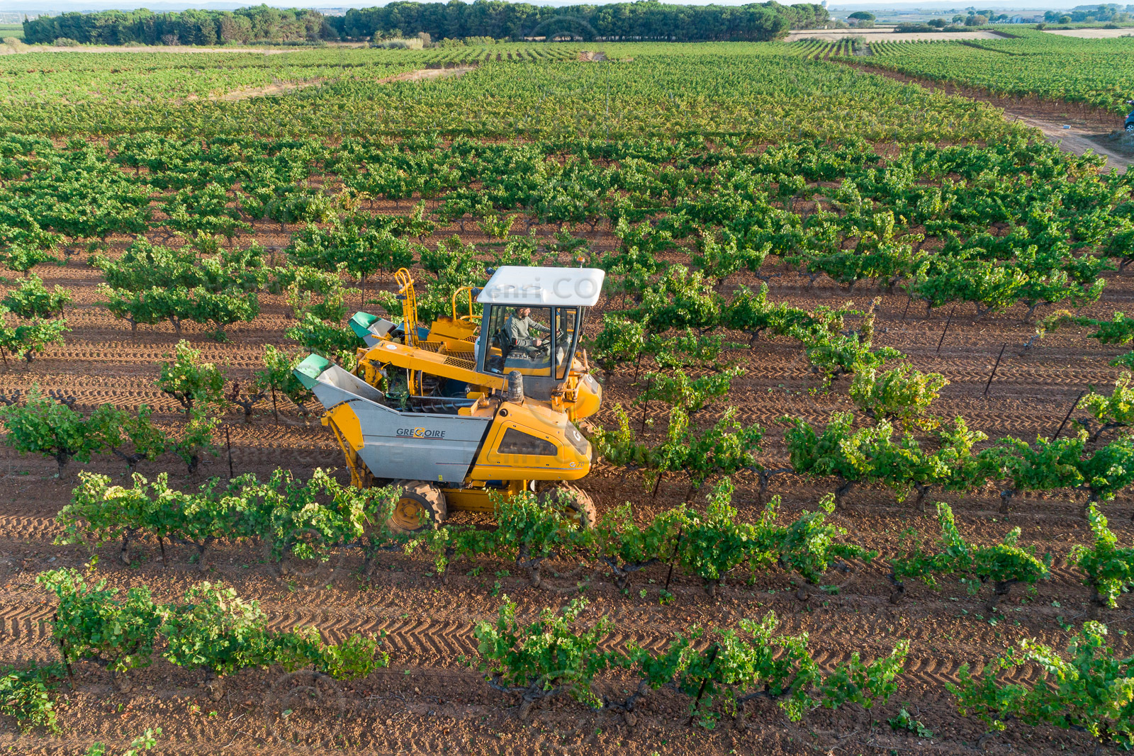 Vendange à la machine