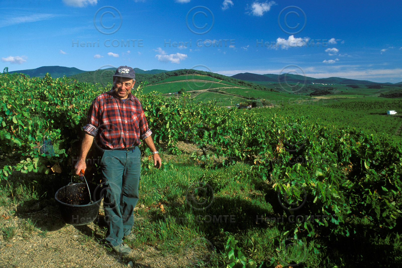 Vignoble de Faugeres