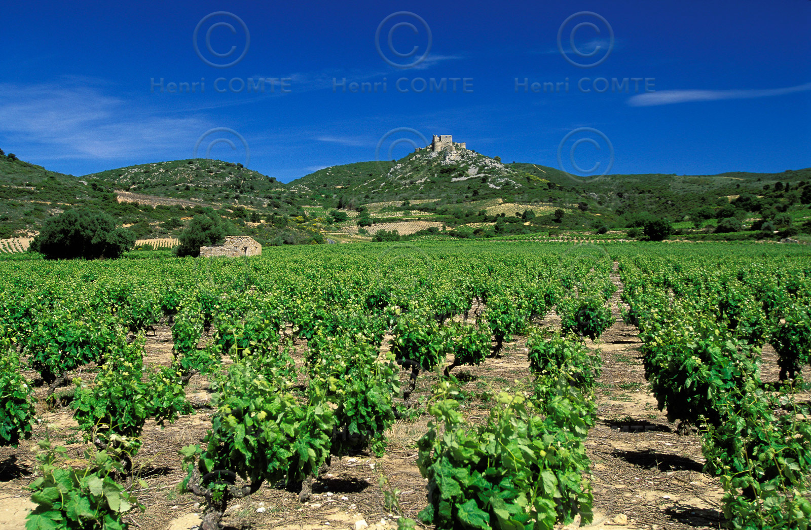 Vignoble des Corbieres