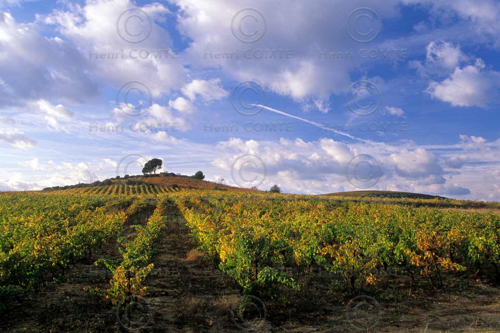 Vignoble de Faugeres