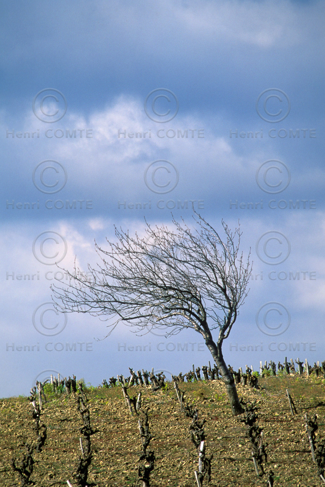 Vignoble de Faugeres