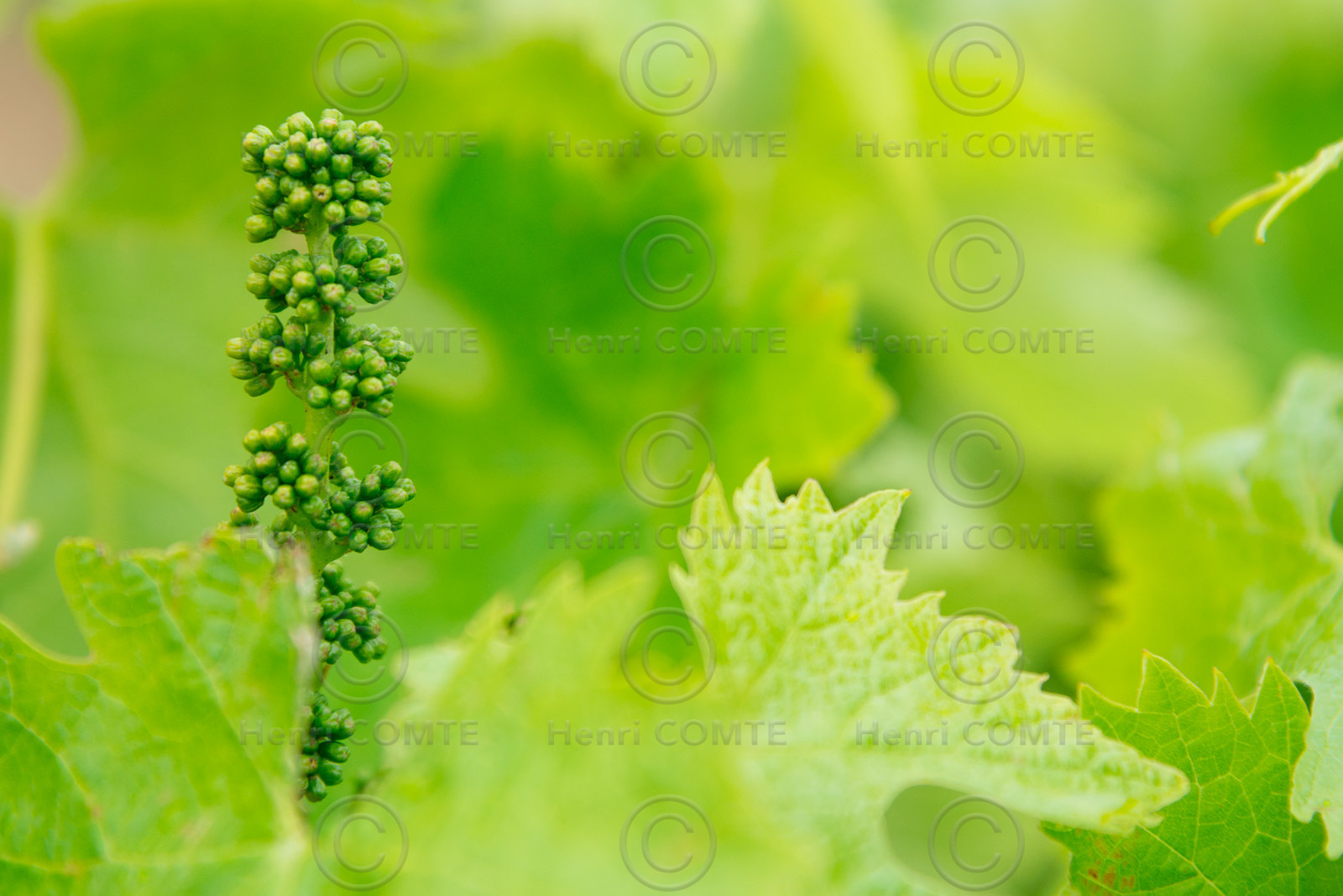 Jeunes grains de raisins