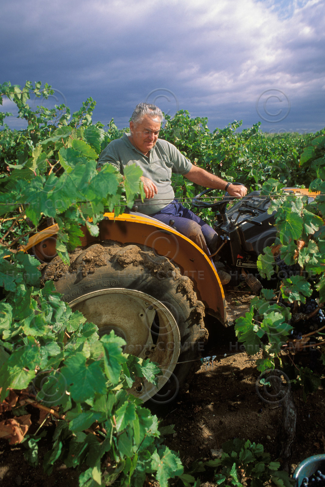 M. Lenthéric, vigneron
