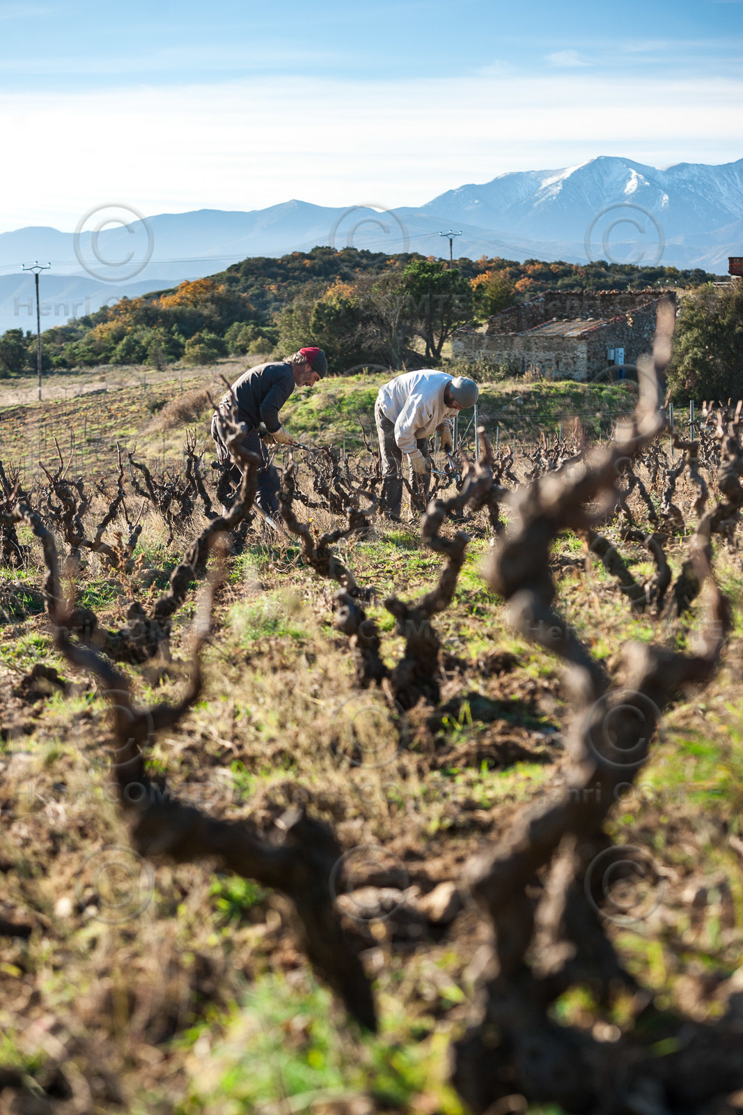 Travail Vigne