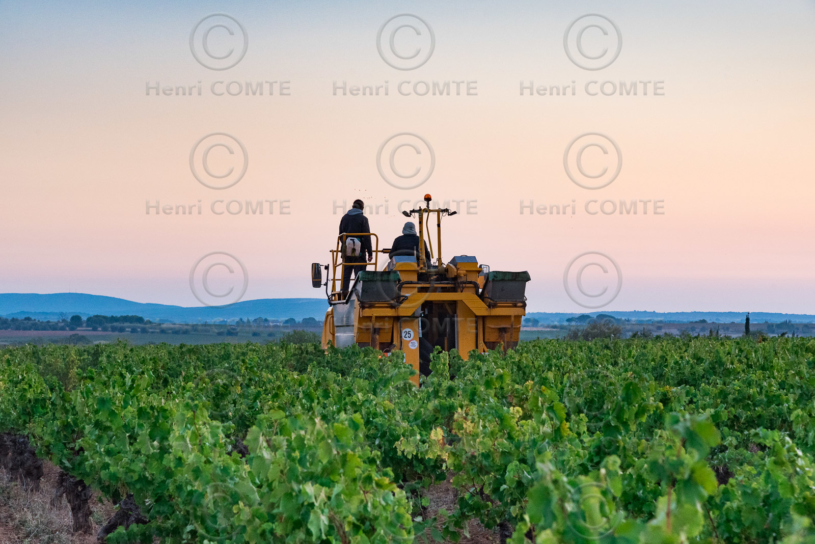 Vendange à la machine