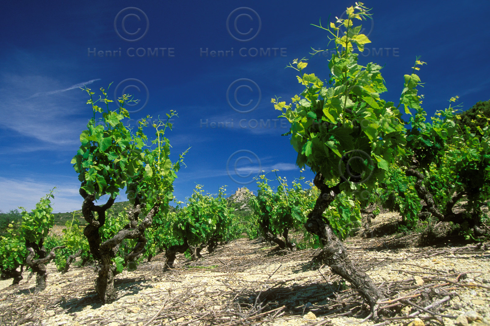Vignoble des Corbieres