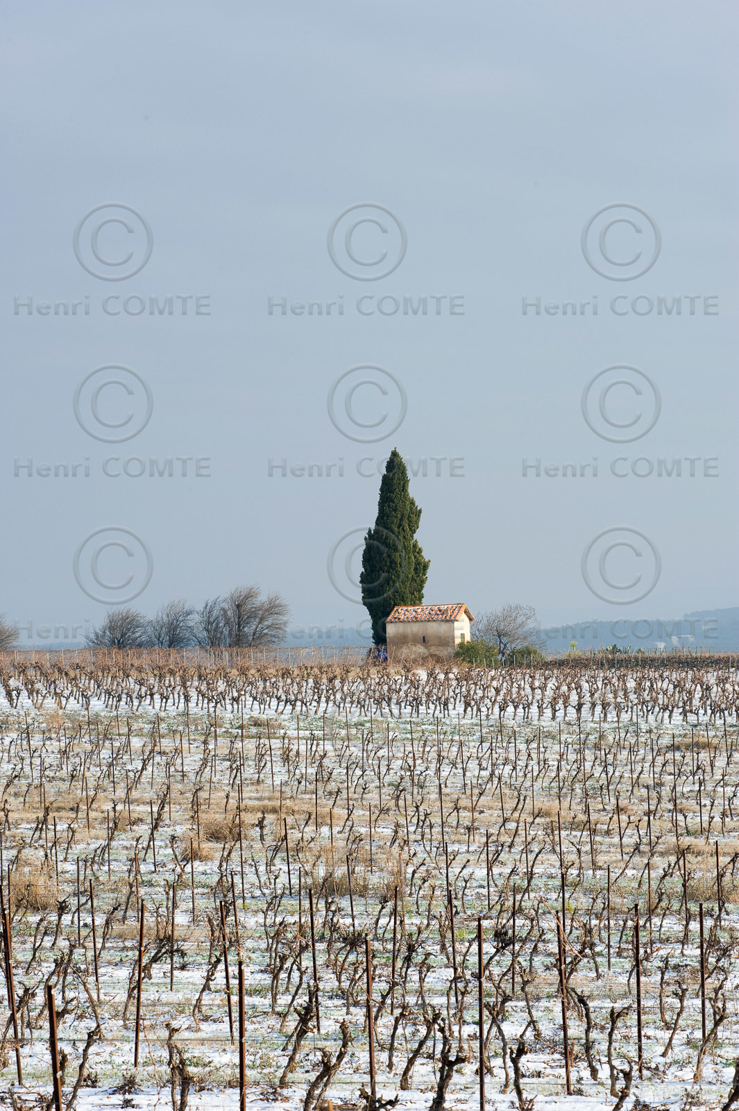 Vignoble de Pinet