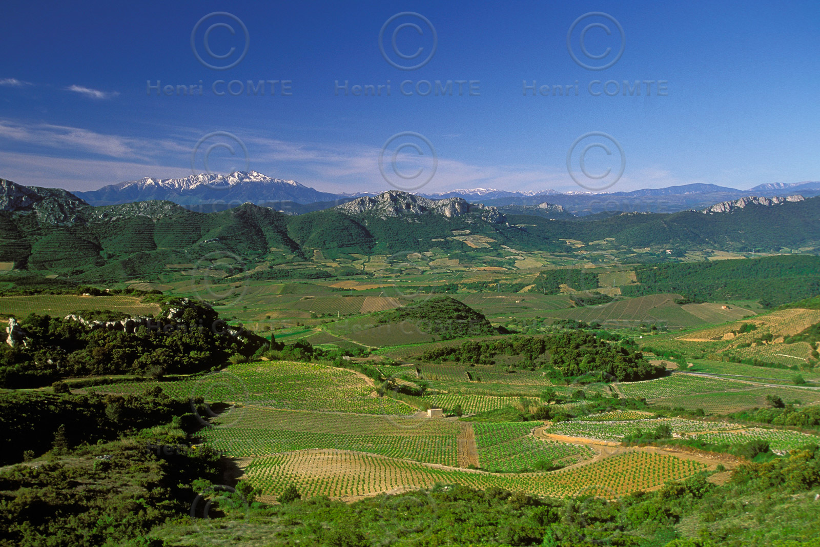 Vignoble du Roussillon