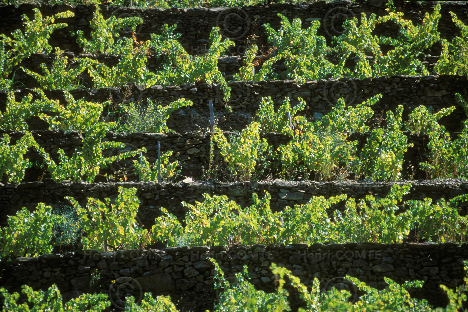 Vignoble du Roussillon