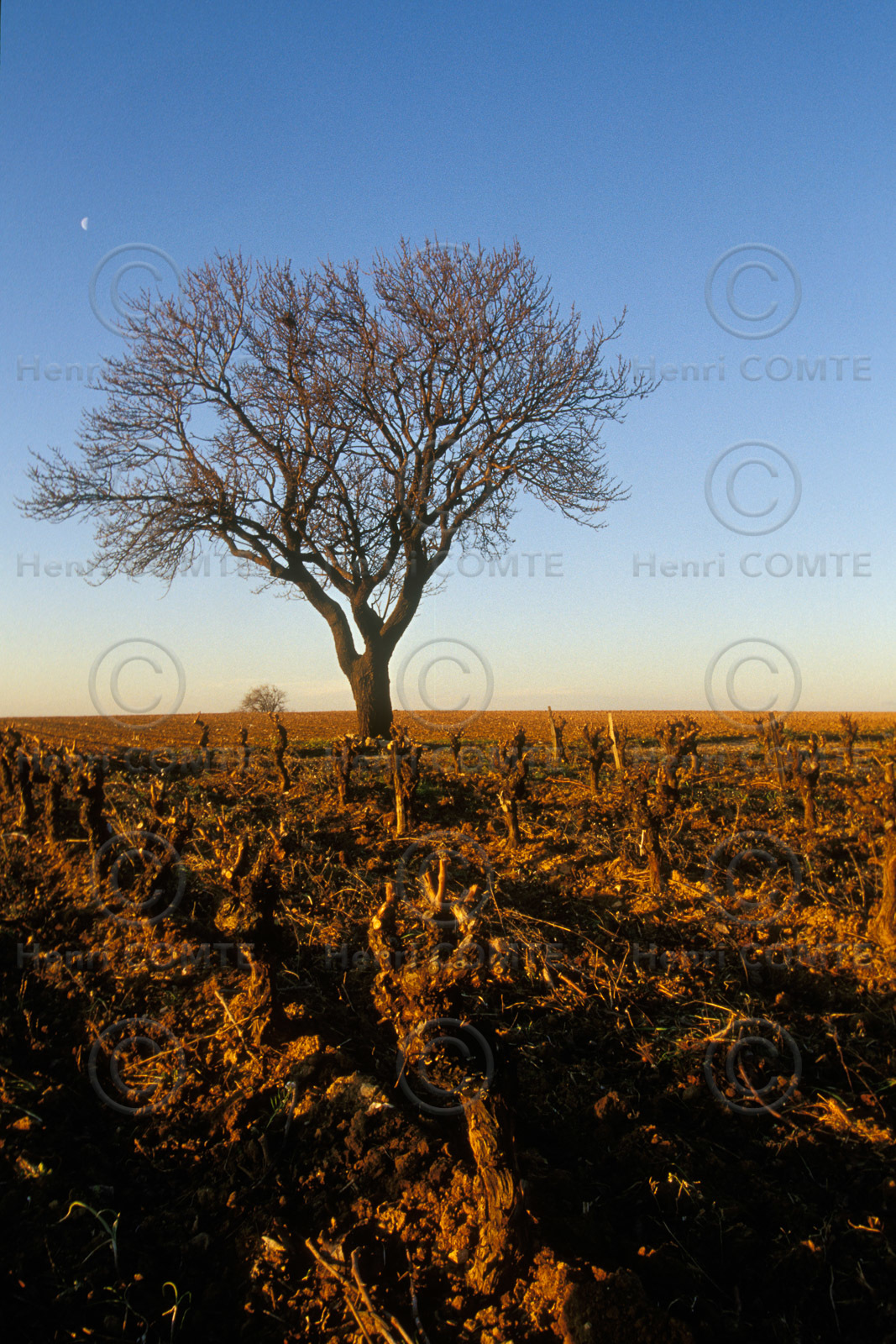 Vignes du Pays de Thau