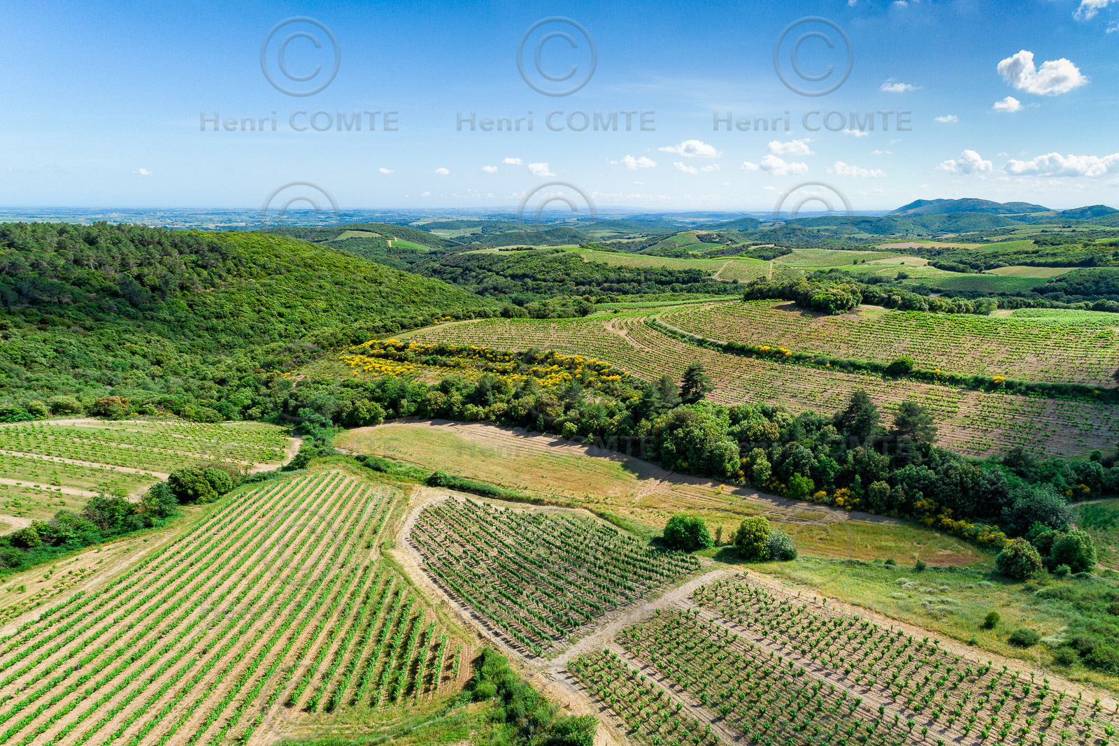 Vignoble de Faugères