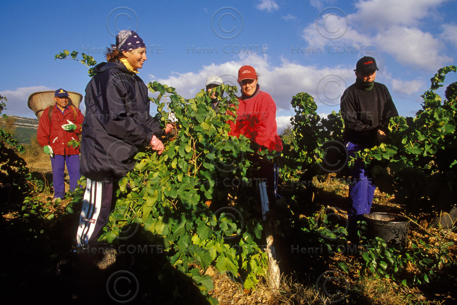 Vendanges en Corbieres