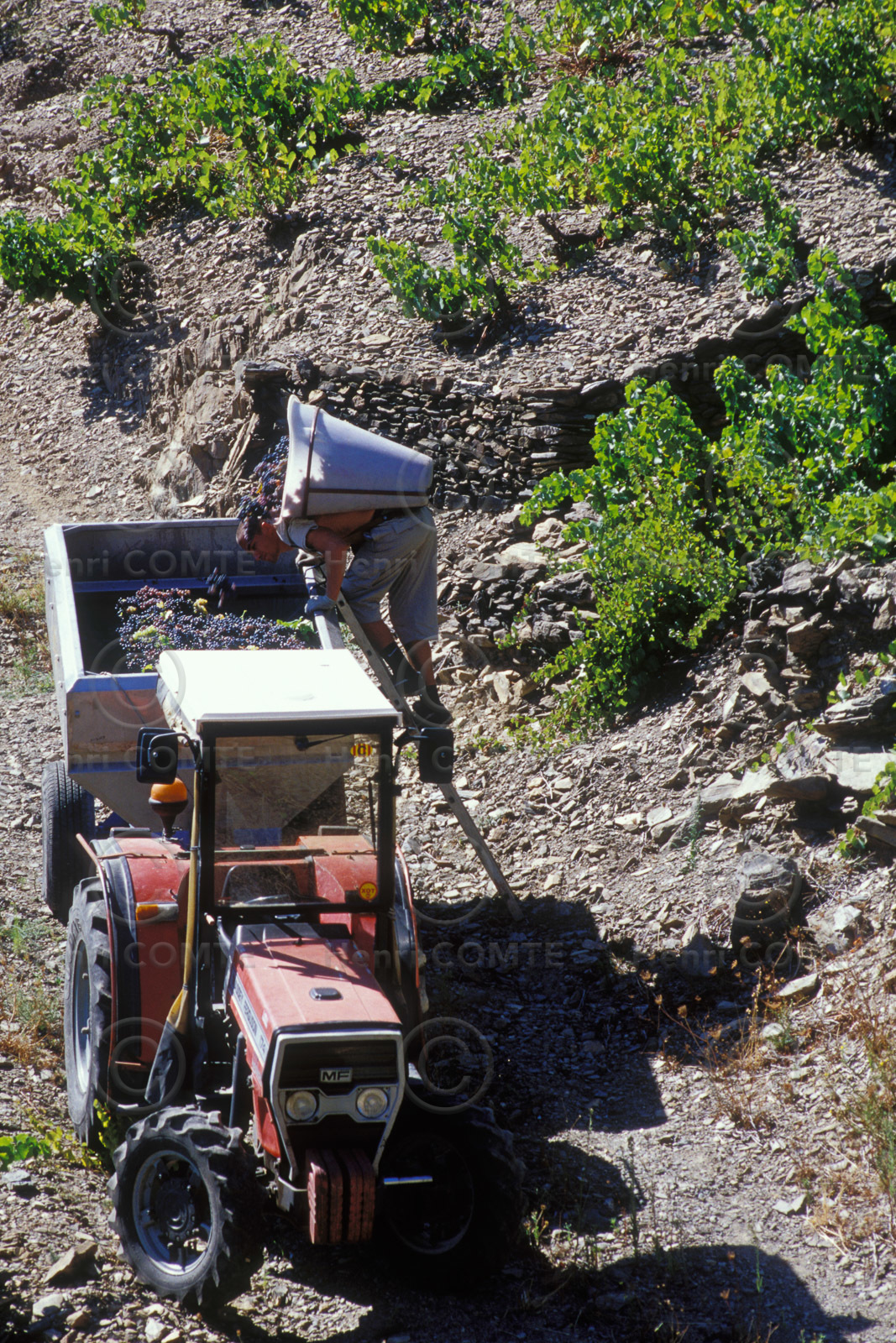 Vignoble du Roussillon